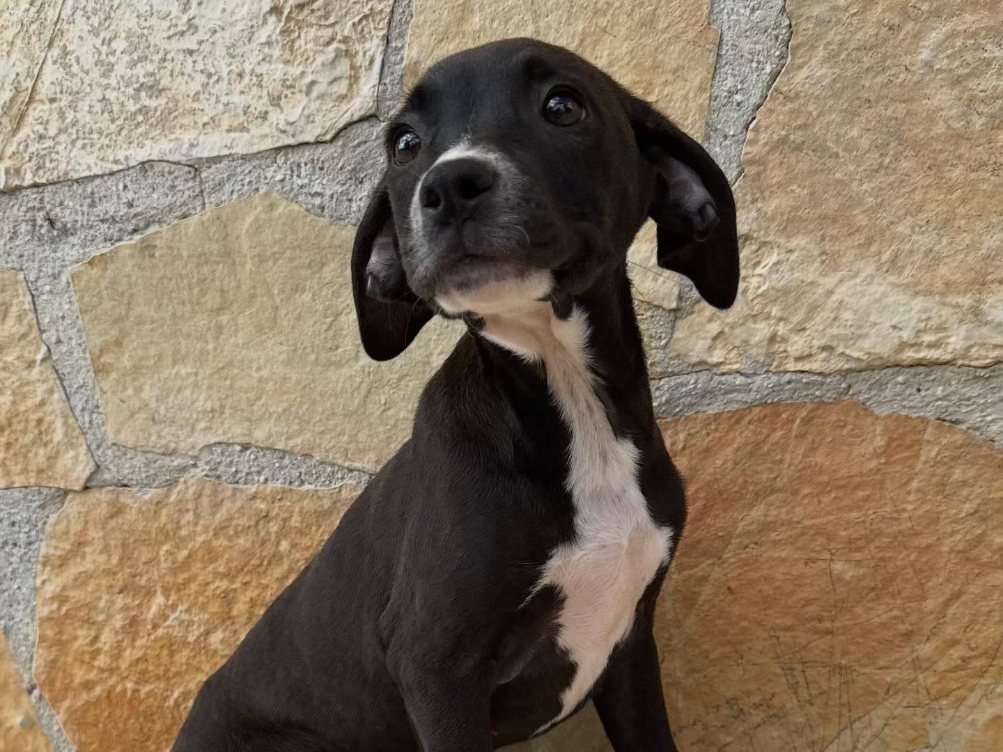 Adotta un cane, femmina, 3 mesi, Matera