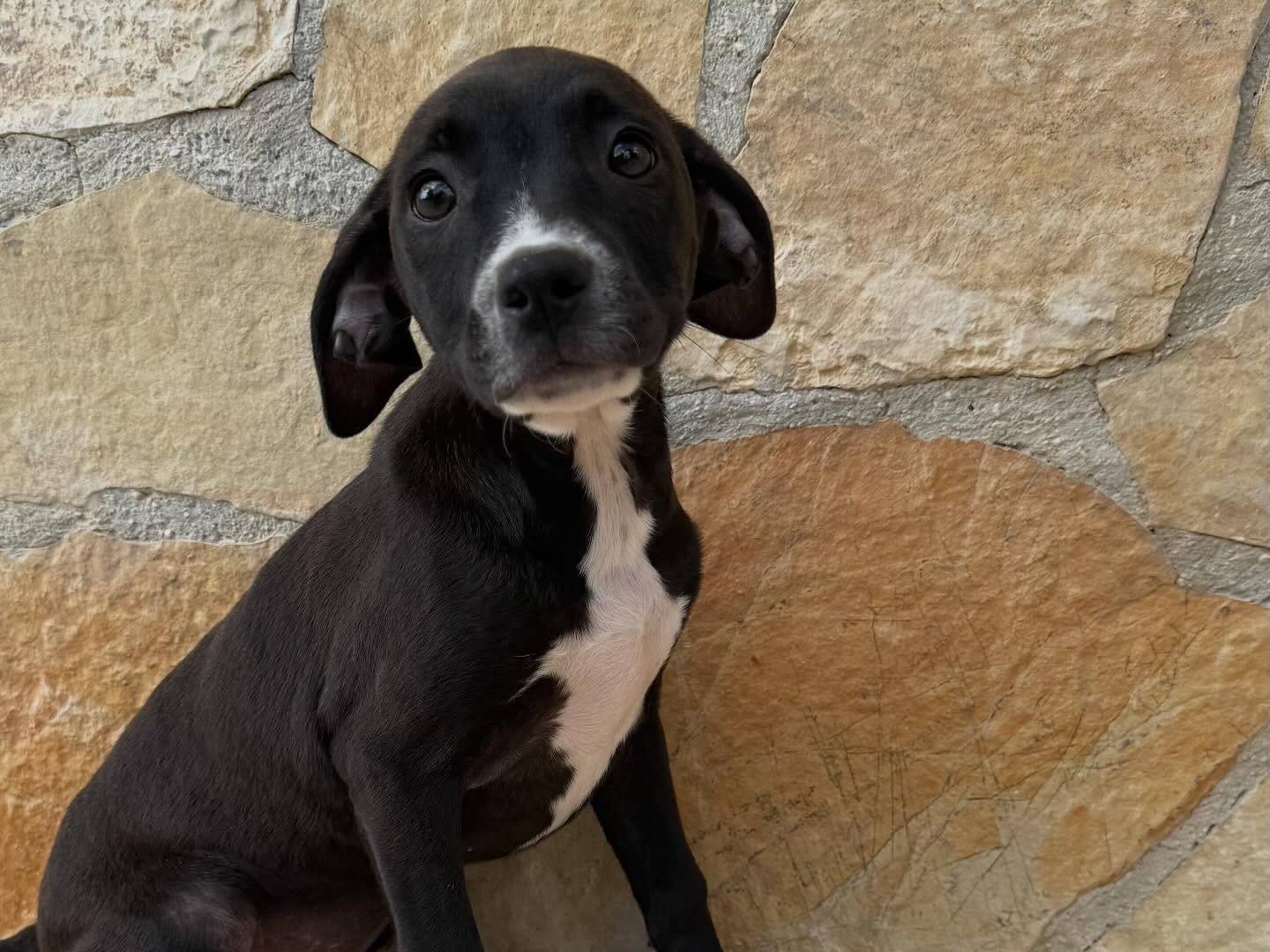 Adotta un cane, taglia media, femmina, Matera