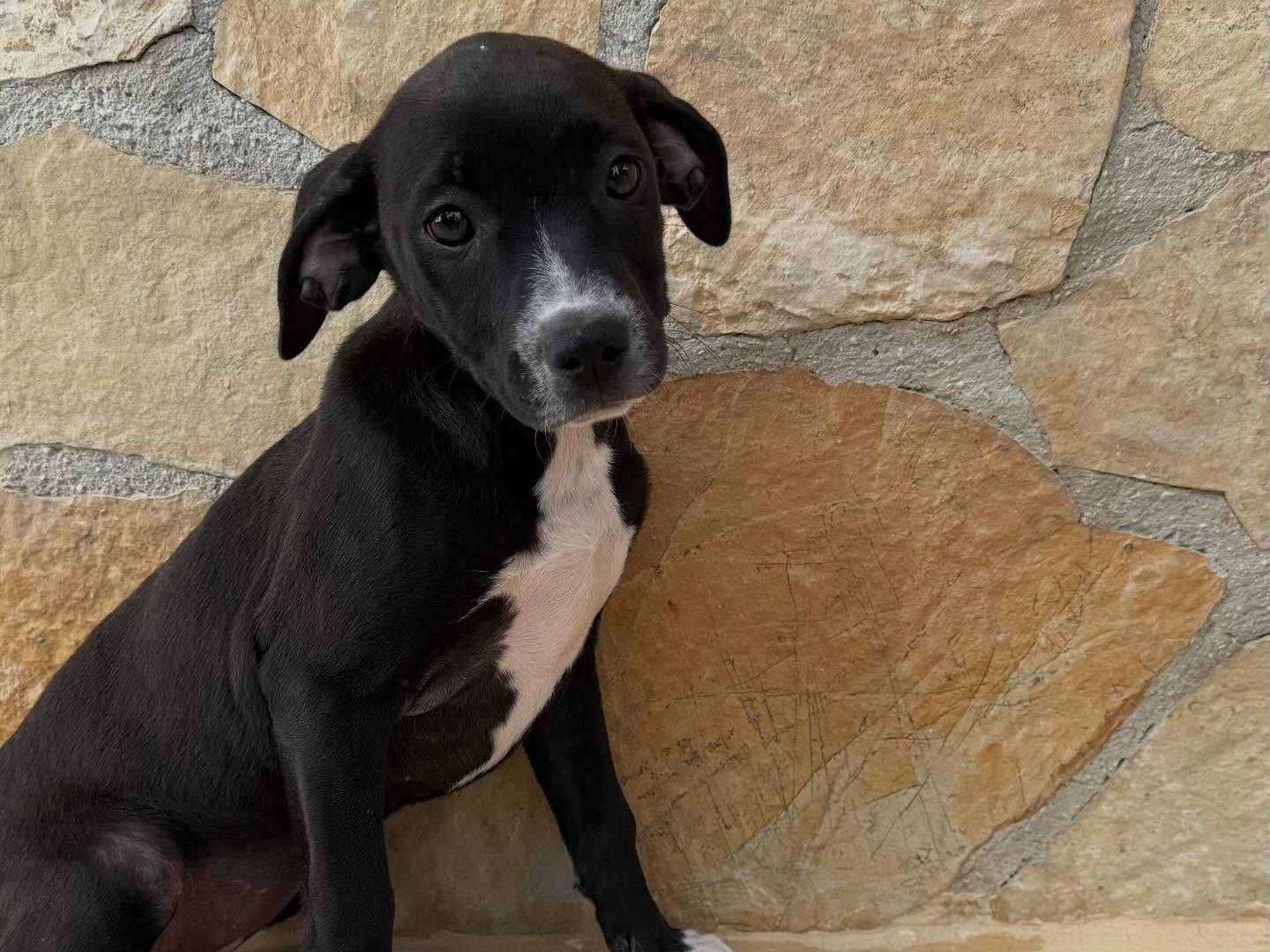 Vuoi adottare un cane a Matera?