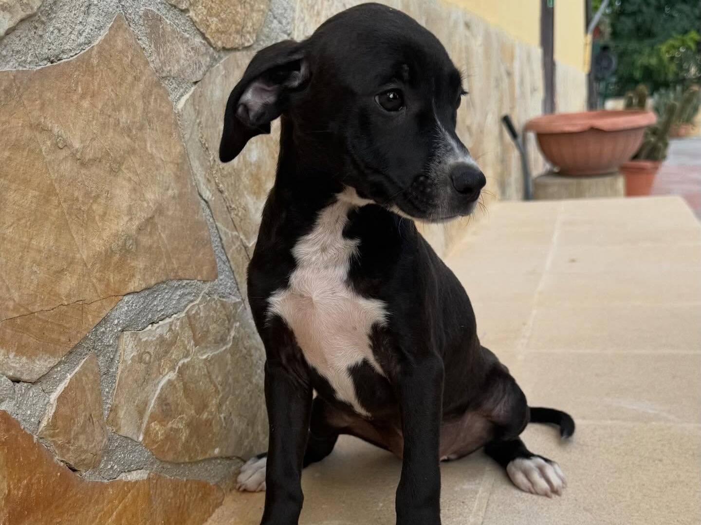 Adotta il cane Betty a Matera