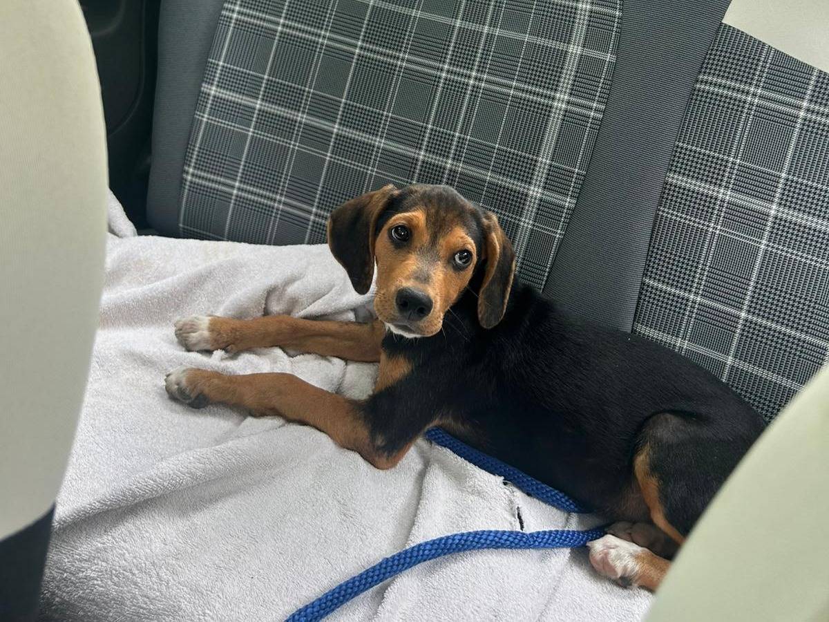 Adozione cane, femmina, Segugio Razza sconosciuta, 3 mesi, taglia media, Avellino