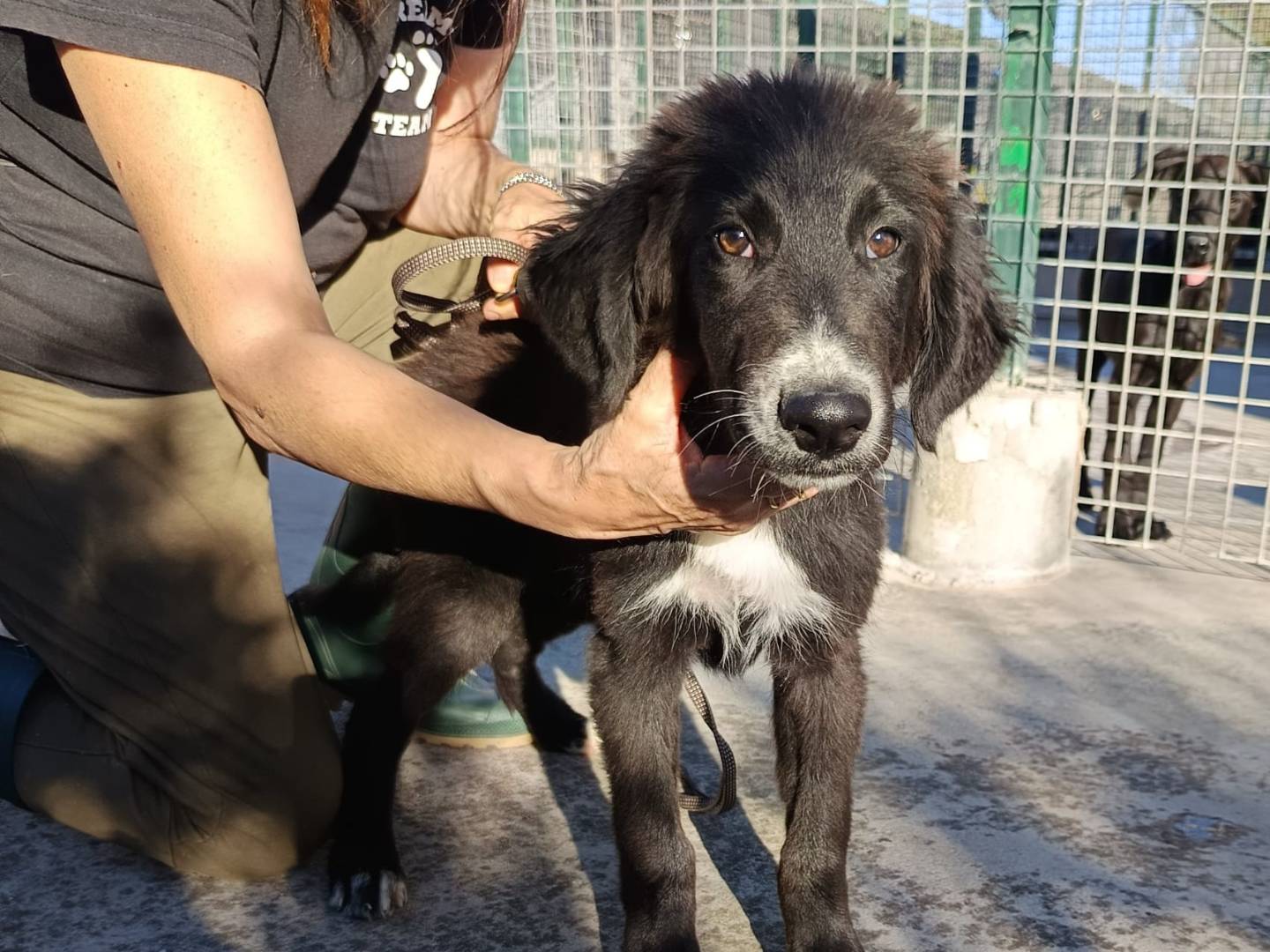 Adozione cane, maschio, Border Collie Razza sconosciuta, 2 mesi, taglia media, Lecco
