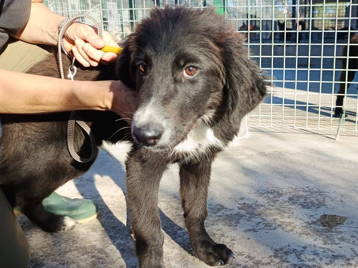 Adotta un cane, maschio, 2 mesi, Lecco