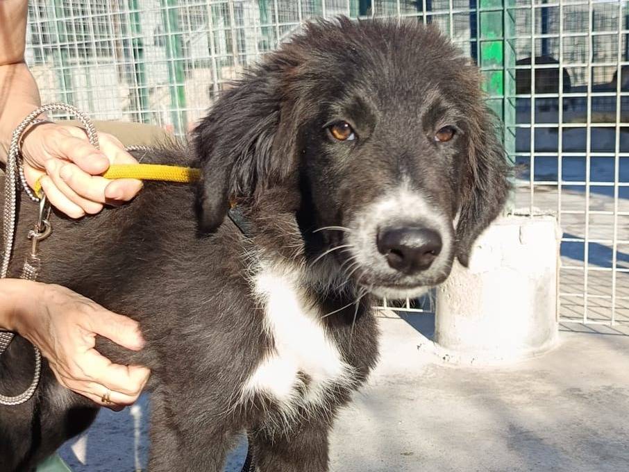 Adotta un cane, taglia media, maschio, Lecco