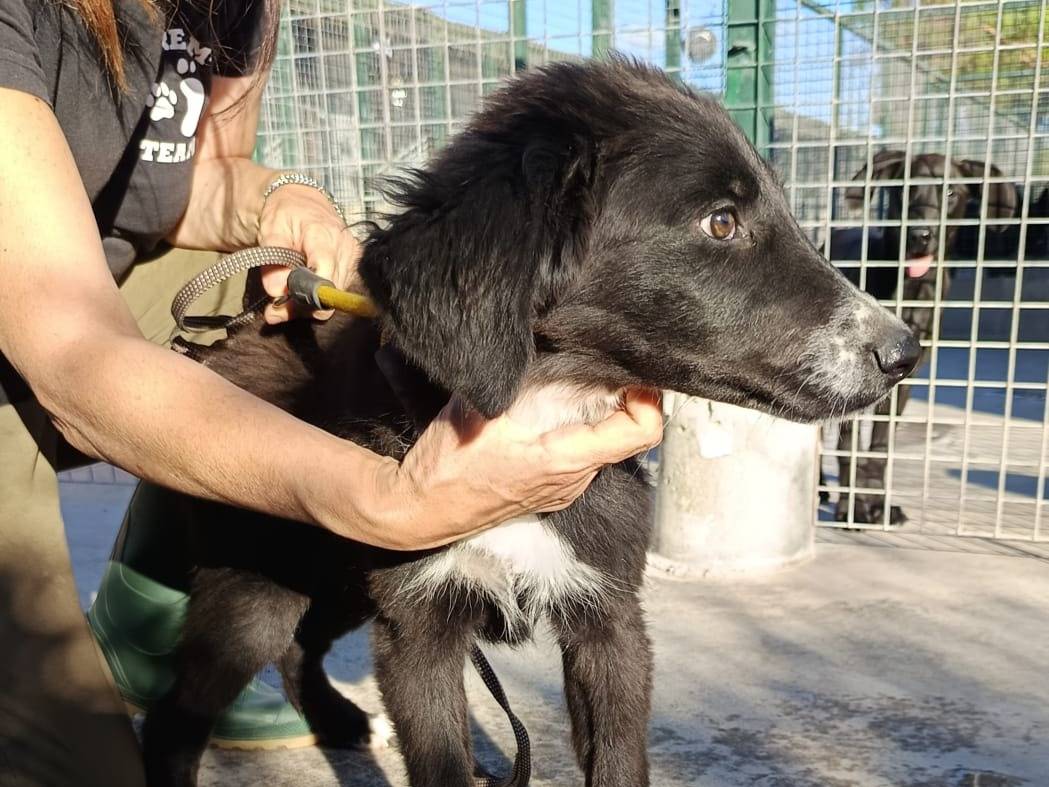 Vuoi adottare un cane a Lecco?