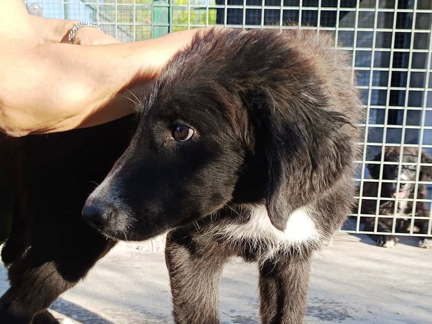 Adotta il cane Boris a Lecco