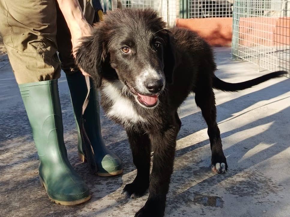 Adotta un cane, maschio, 2 mesi, Genova