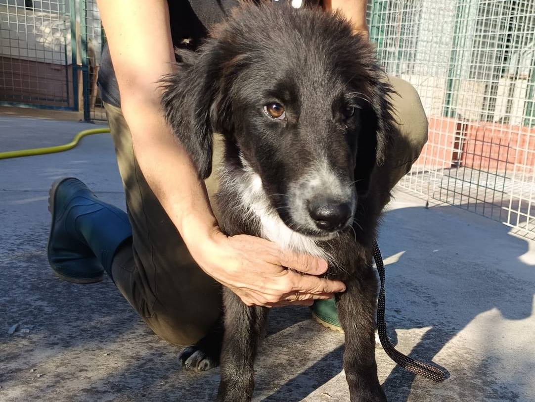 Adotta un cane, taglia media, maschio, Genova