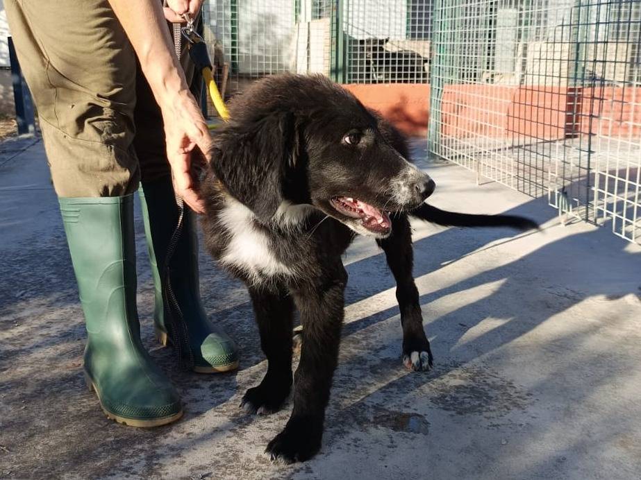 Adotta il cane Oliver a Genova