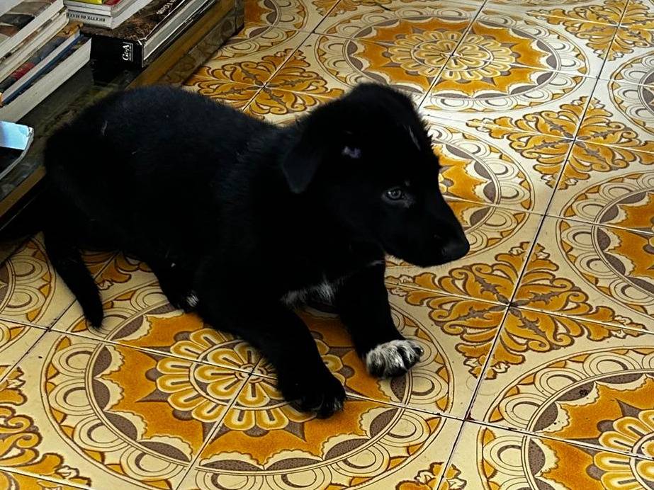 Foto 2 dell'animale