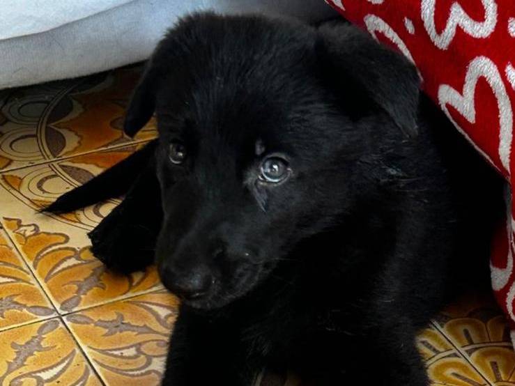 Adozione cane, femmina, Razza sconosciuta Razza sconosciuta, 2 mesi, taglia media contenuta, Padova