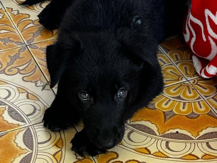 Adotta un cane, femmina, 2 mesi, Padova