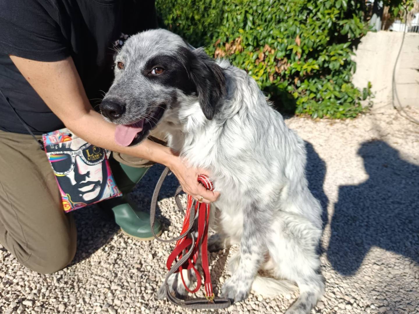 Adozione cane, maschio, Setter Inglese Razza sconosciuta, 6 mesi, taglia media, Modena