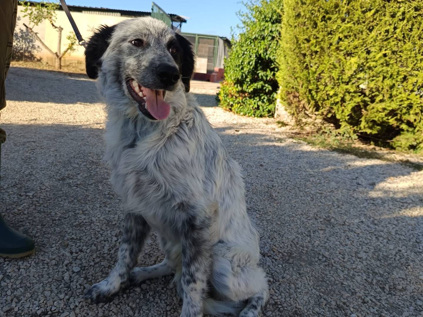 Vuoi adottare un cane a Modena?
