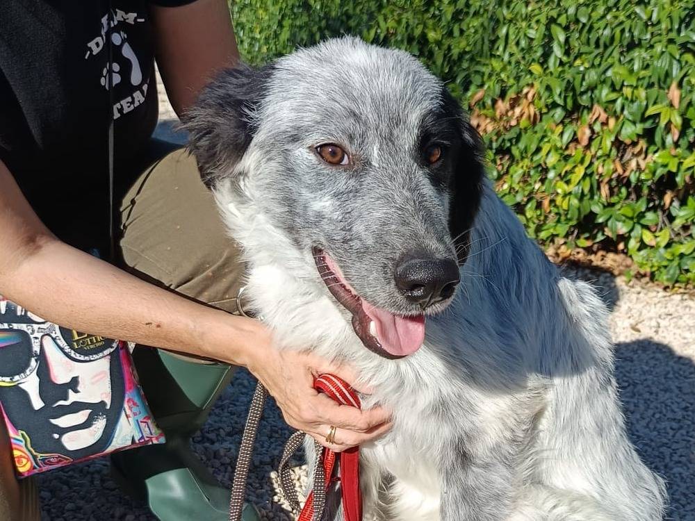 Adotta il cane Elvis a Modena