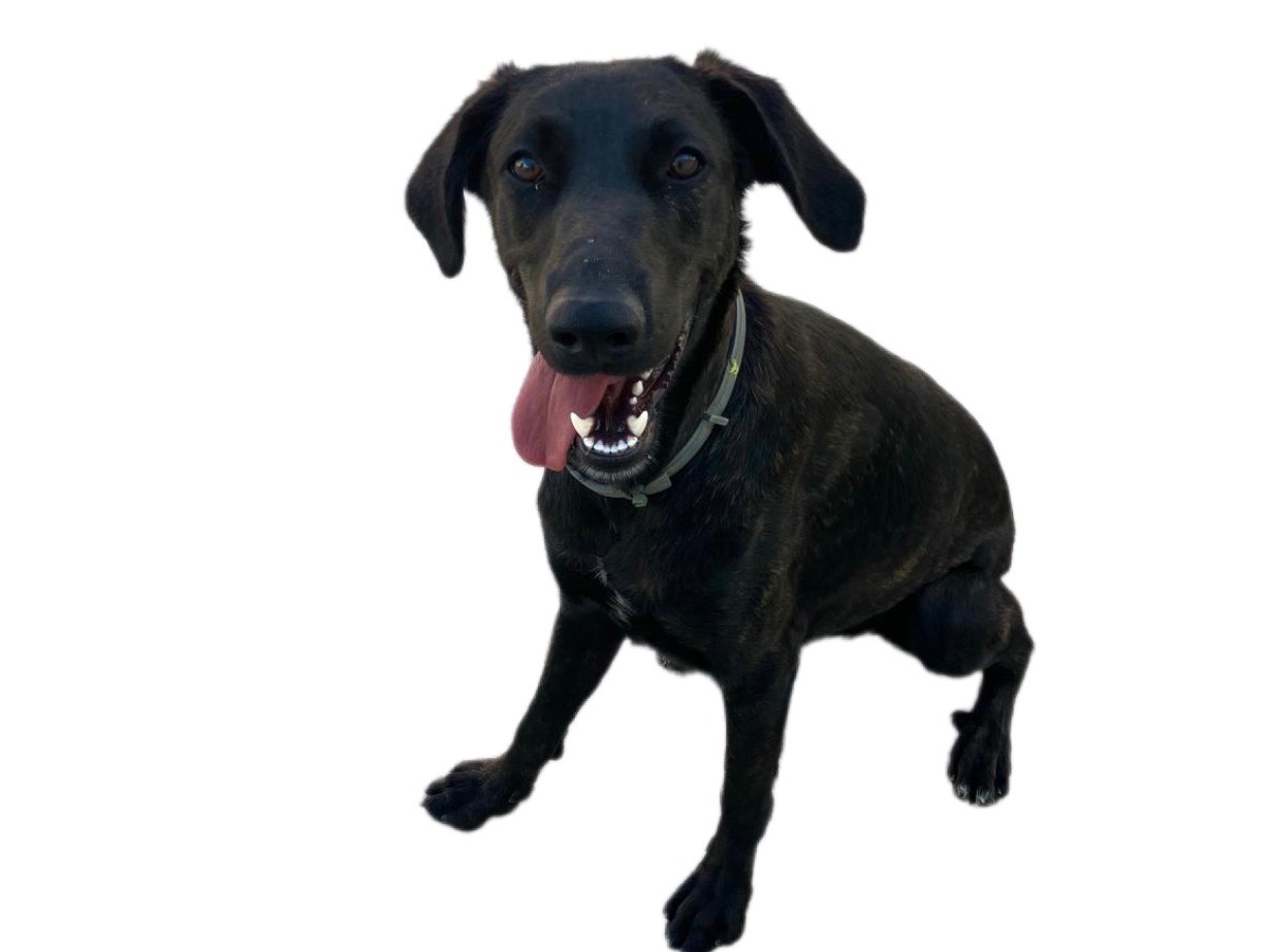 Adozione cane, femmina, Razza sconosciuta Razza sconosciuta, 9 mesi, taglia media contenuta, Sud