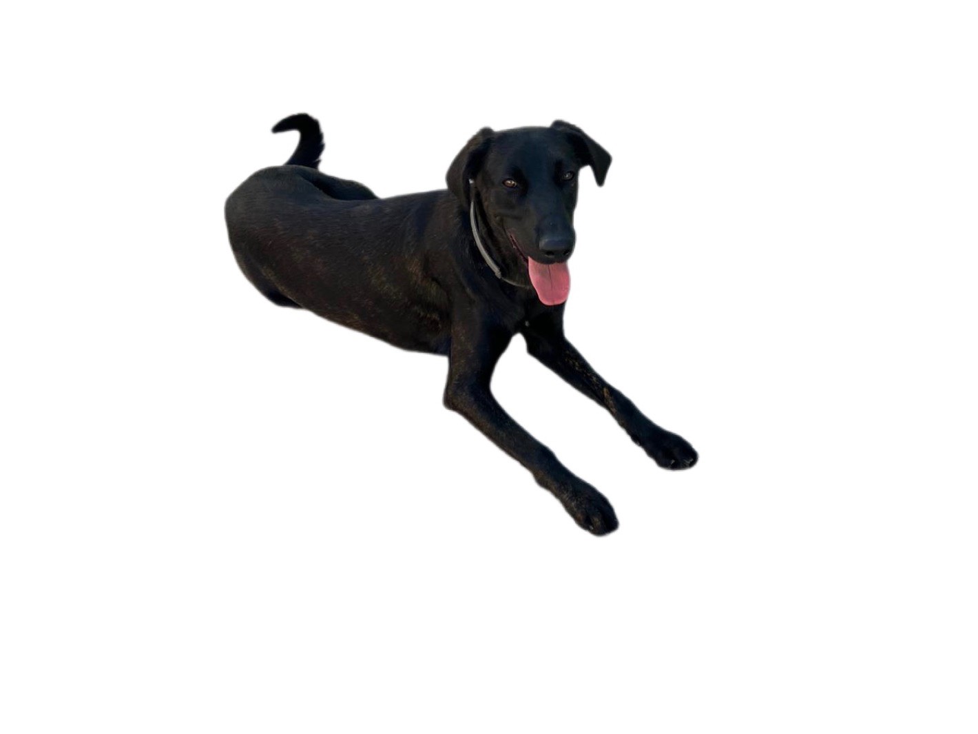 Adotta un cane, taglia media contenuta, femmina, Sud