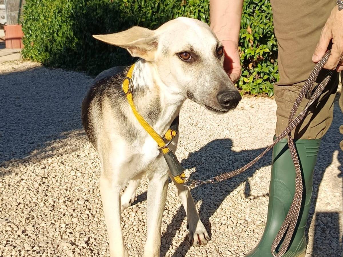 Adotta un cane, taglia media contenuta, maschio, Vicenza