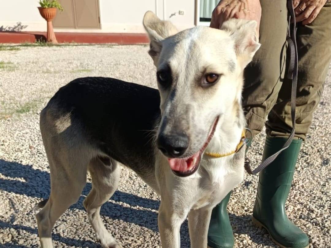 Adozione cane, maschio, Piccolo Levriero Italiano Razza sconosciuta, 6 mesi, taglia media contenuta, Vicenza