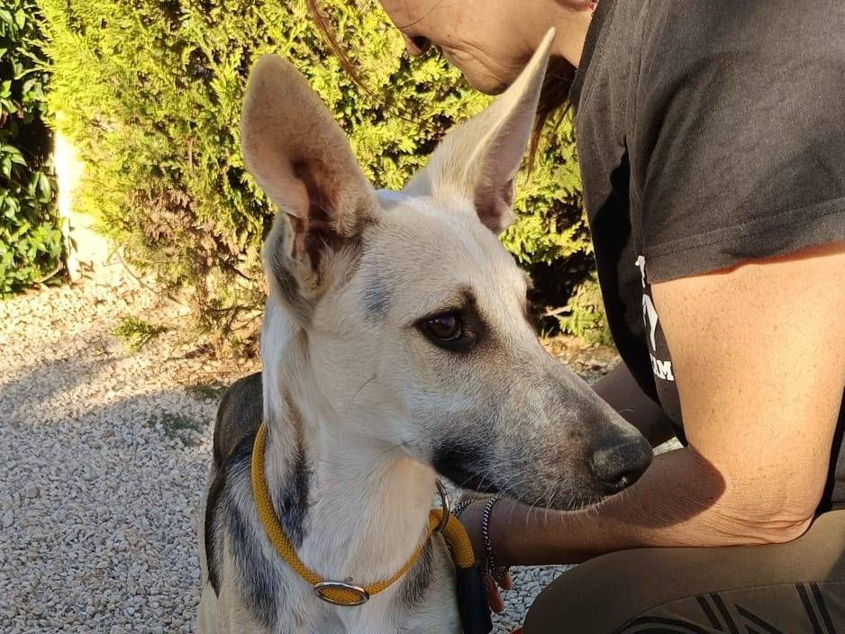 Vuoi adottare un cane a Vicenza?