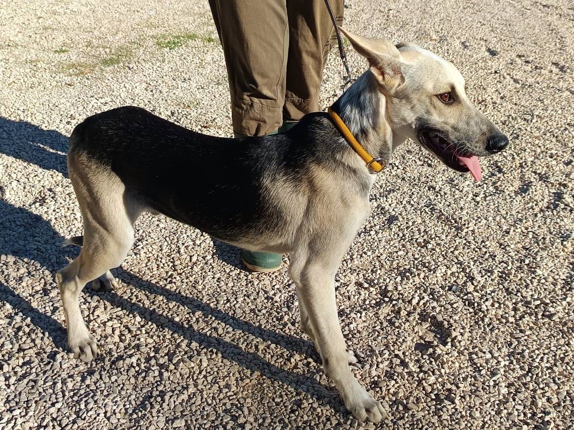 Adotta un cane, maschio, 6 mesi, Vicenza