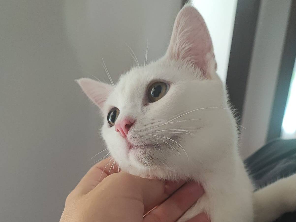 Adozione gatto, maschio, Razza sconosciuta Razza sconosciuta, 4 mesi, taglia non valida, Vicenza