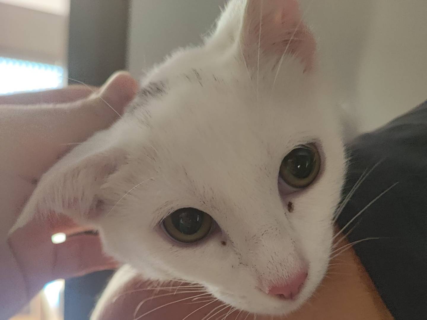 Adotta un gatto, maschio, 4 mesi, Vicenza