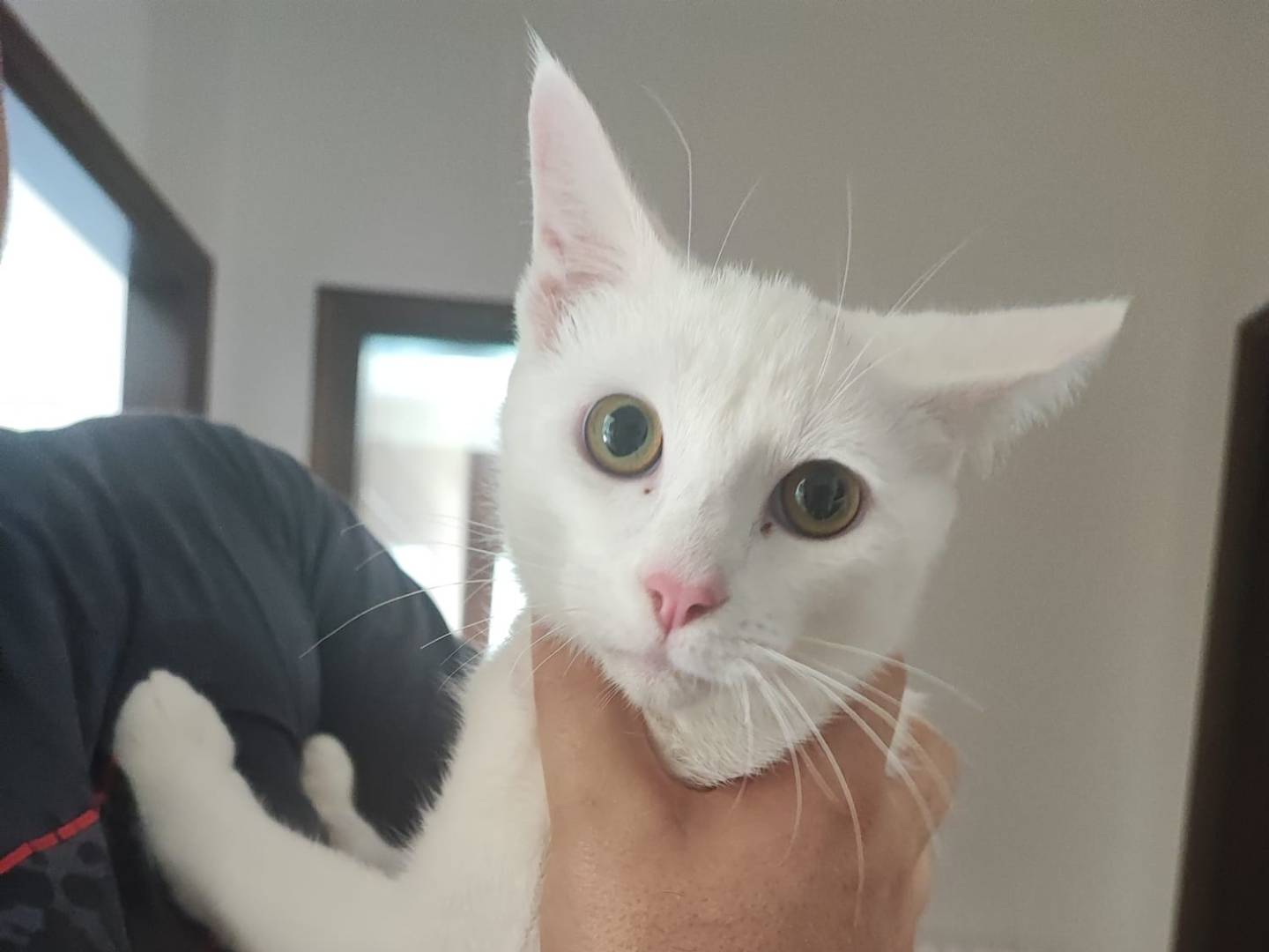 Adotta un gatto, taglia non valida, maschio, Vicenza