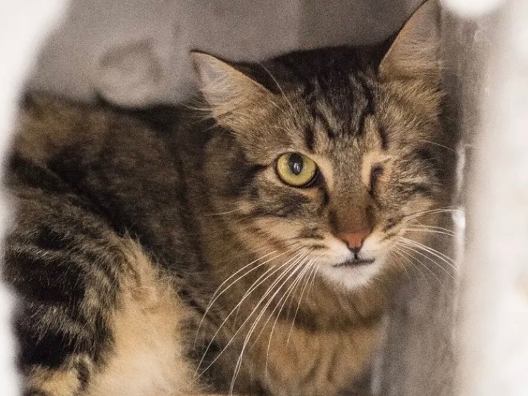 Adozione gatto, maschio, Razza sconosciuta Norvegese delle Foreste , 10 mesi, taglia non valida, Bari