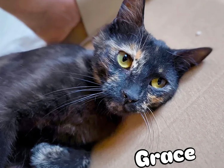 Adozione gatto, femmina, Razza sconosciuta Razza sconosciuta, 2 anni e 5 mesi, taglia non valida, Bari