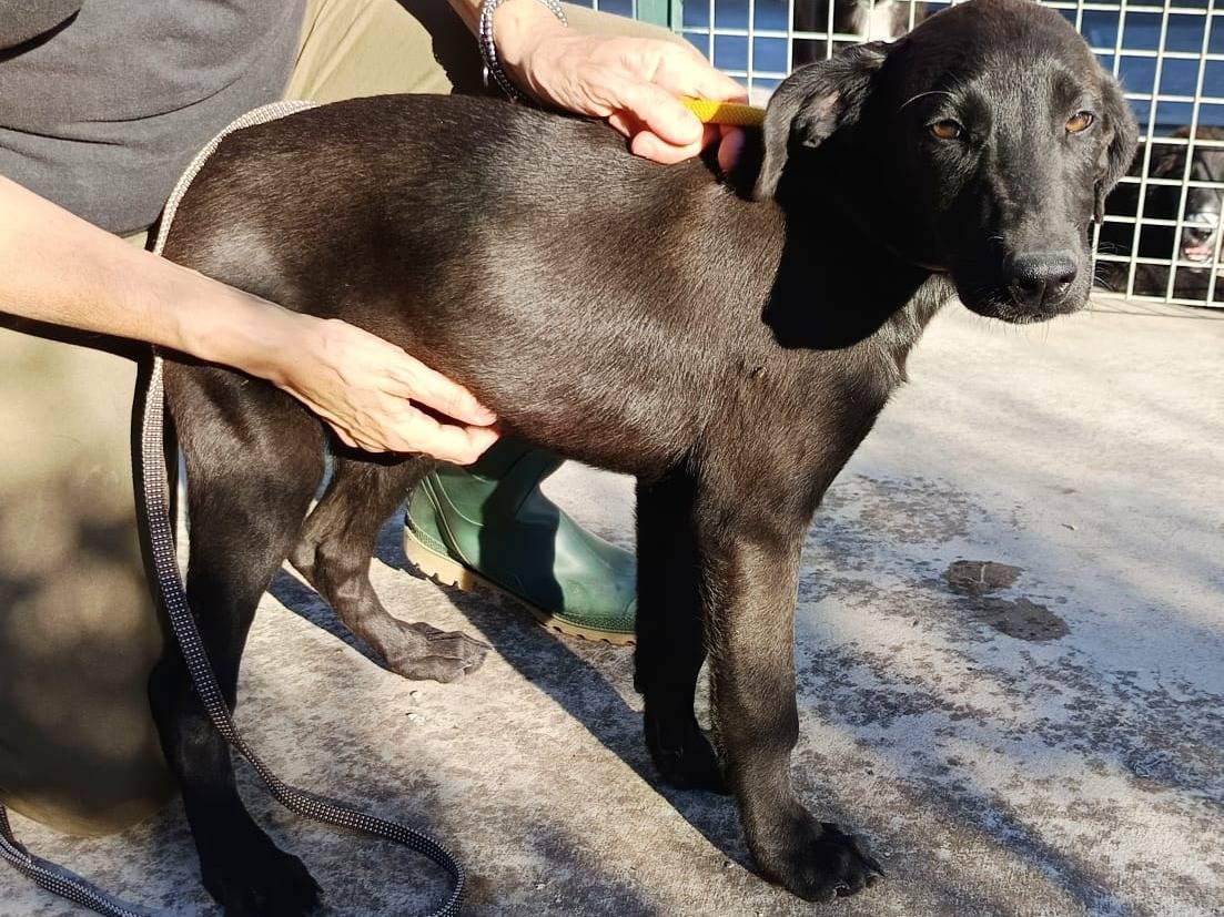 Foto 1 dell'animale