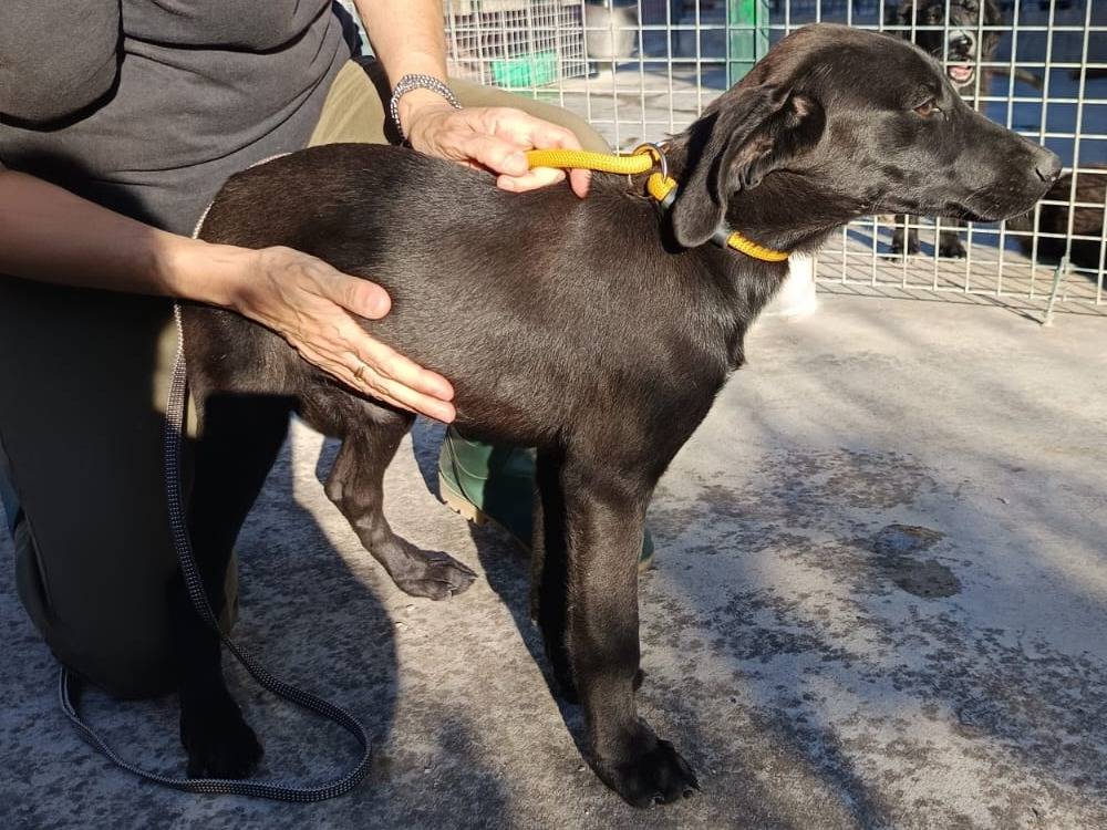 Vuoi adottare un cane a Bergamo?