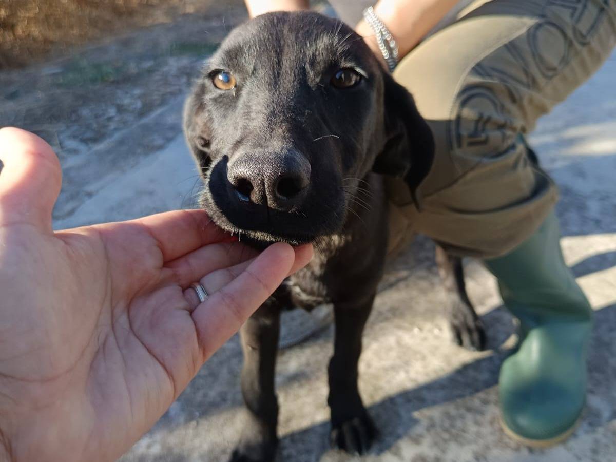 Adotta il cane Eva a Bergamo