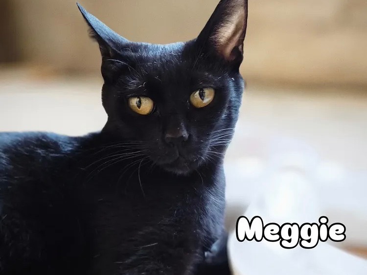 Adozione gatto, femmina, Razza sconosciuta Razza sconosciuta, 2 anni e 4 mesi, taglia non valida, Bari