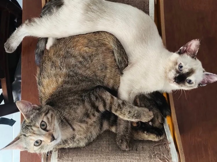 Adozione gatto, femmina, Razza sconosciuta Razza sconosciuta, 5 mesi, taglia non valida, Bari