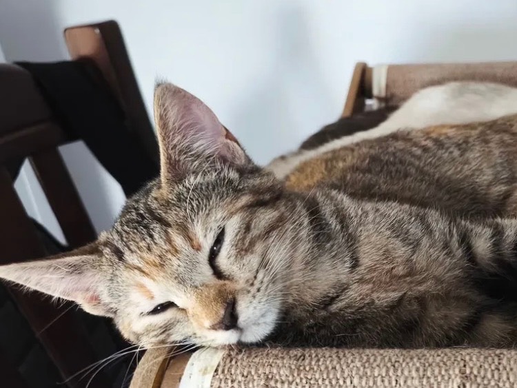 Adotta un gatto, femmina, 5 mesi, Bari