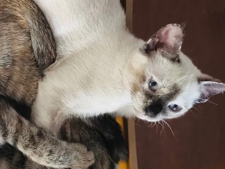 Adotta un gatto, taglia non valida, femmina, Bari