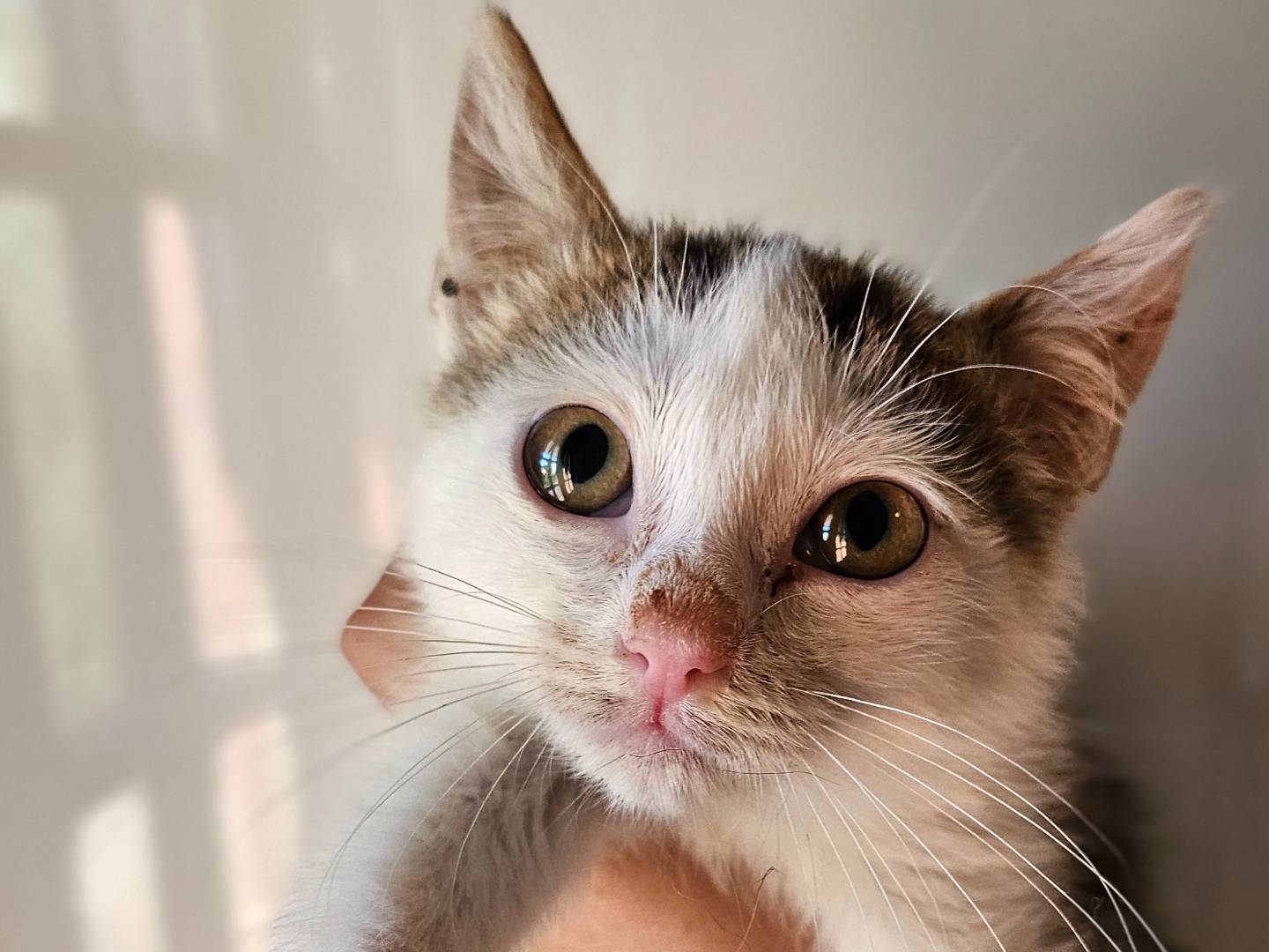 Adozione gatto, maschio, Razza sconosciuta Razza sconosciuta, 2 mesi, taglia non valida, Rieti