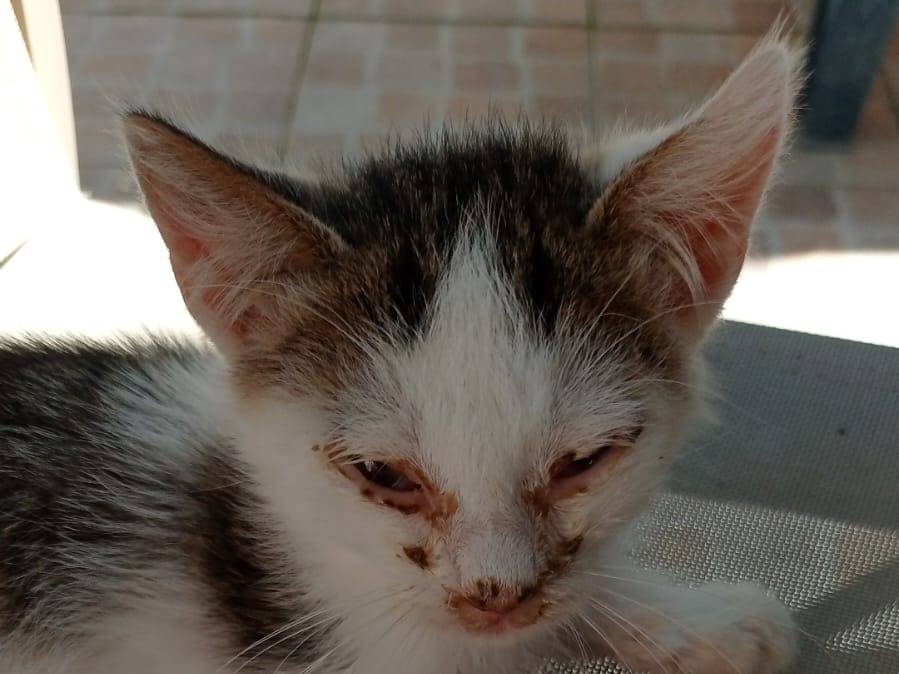 Adotta un gatto, maschio, 2 mesi, Rieti