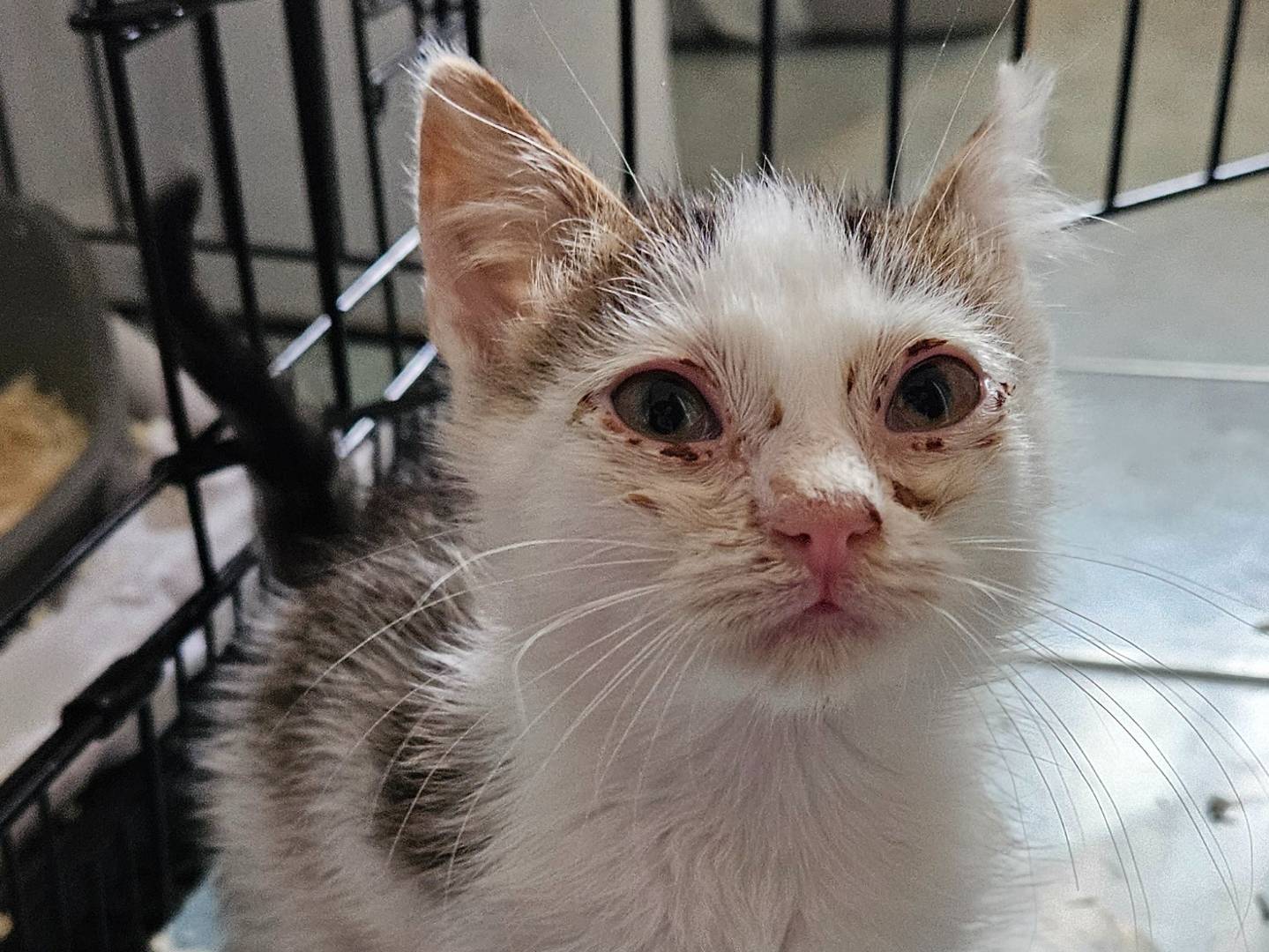 Adotta un gatto, taglia non valida, maschio, Rieti