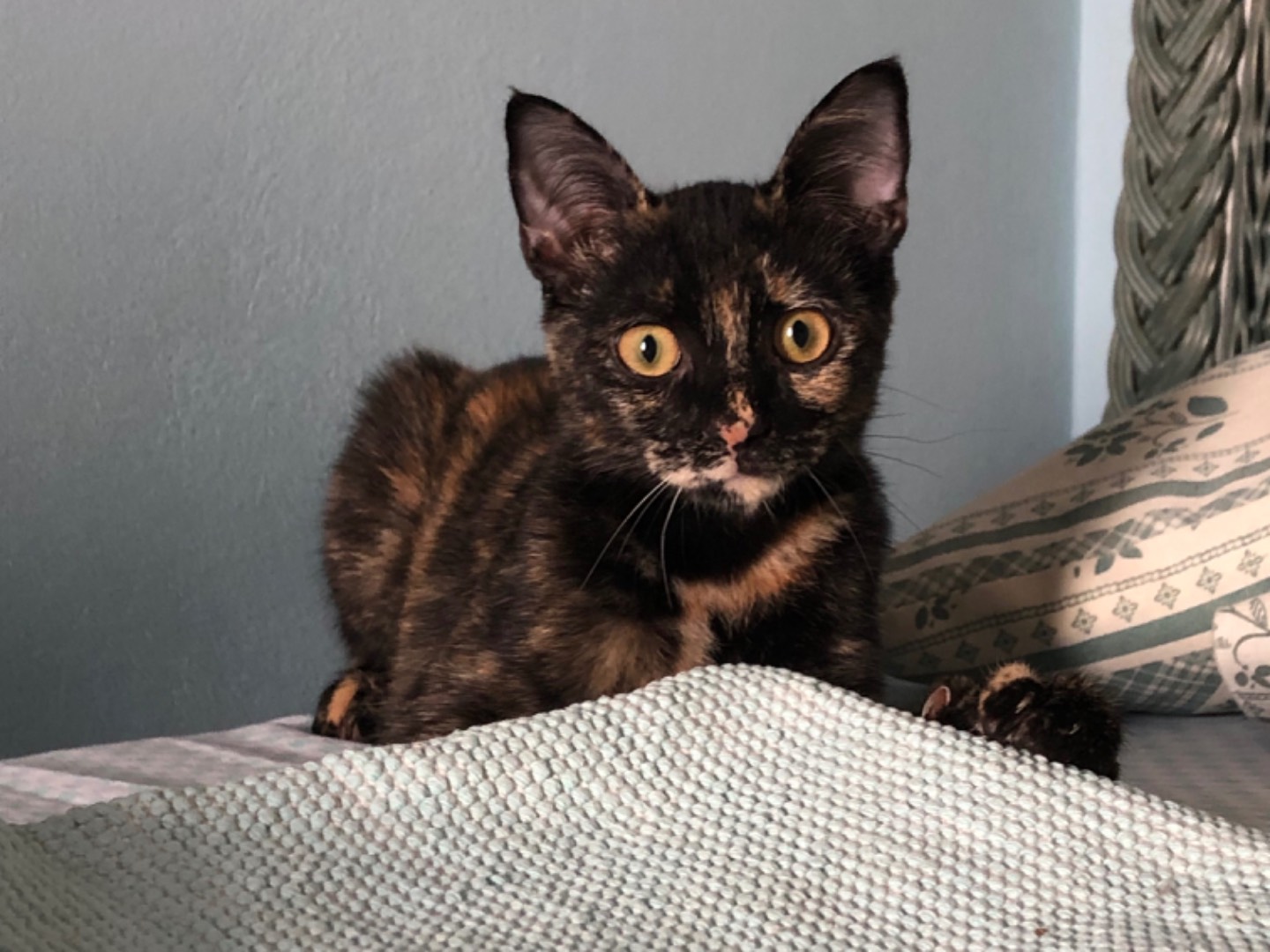 Adotta un gatto, femmina, 4 mesi, Sud