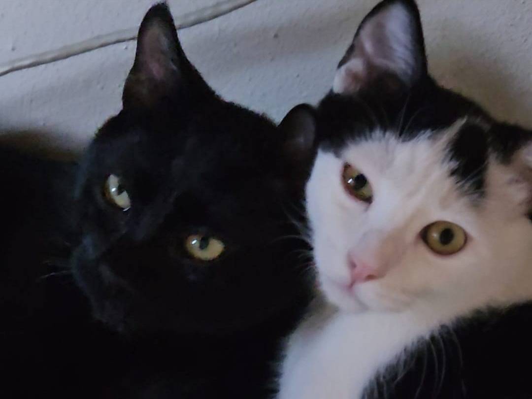 Adozione gatto, maschio, Razza sconosciuta Razza sconosciuta, 4 mesi, taglia non valida, Brescia