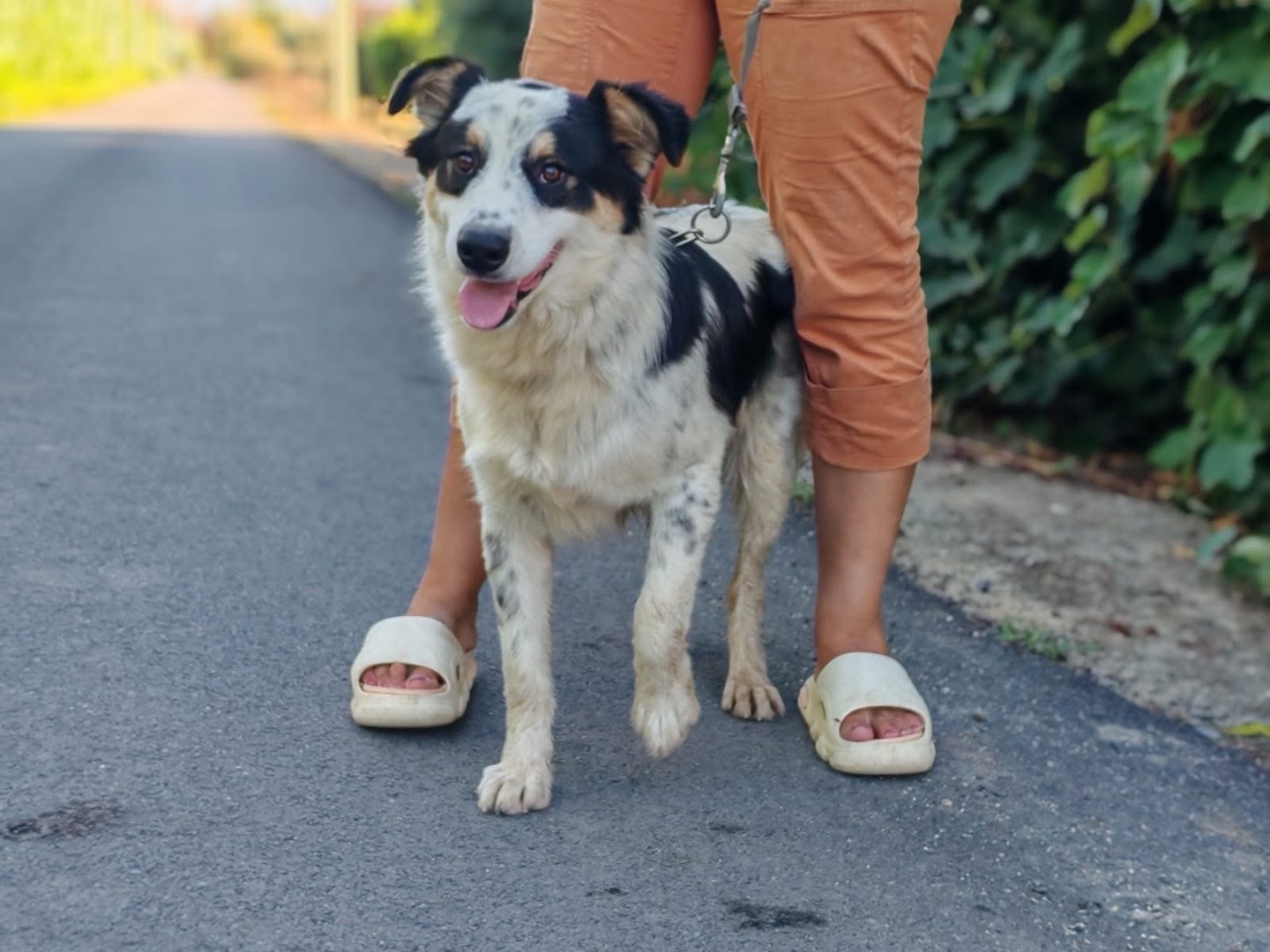 Adozione cane, maschio, Razza sconosciuta Razza sconosciuta, 7 mesi, taglia media, Cosenza