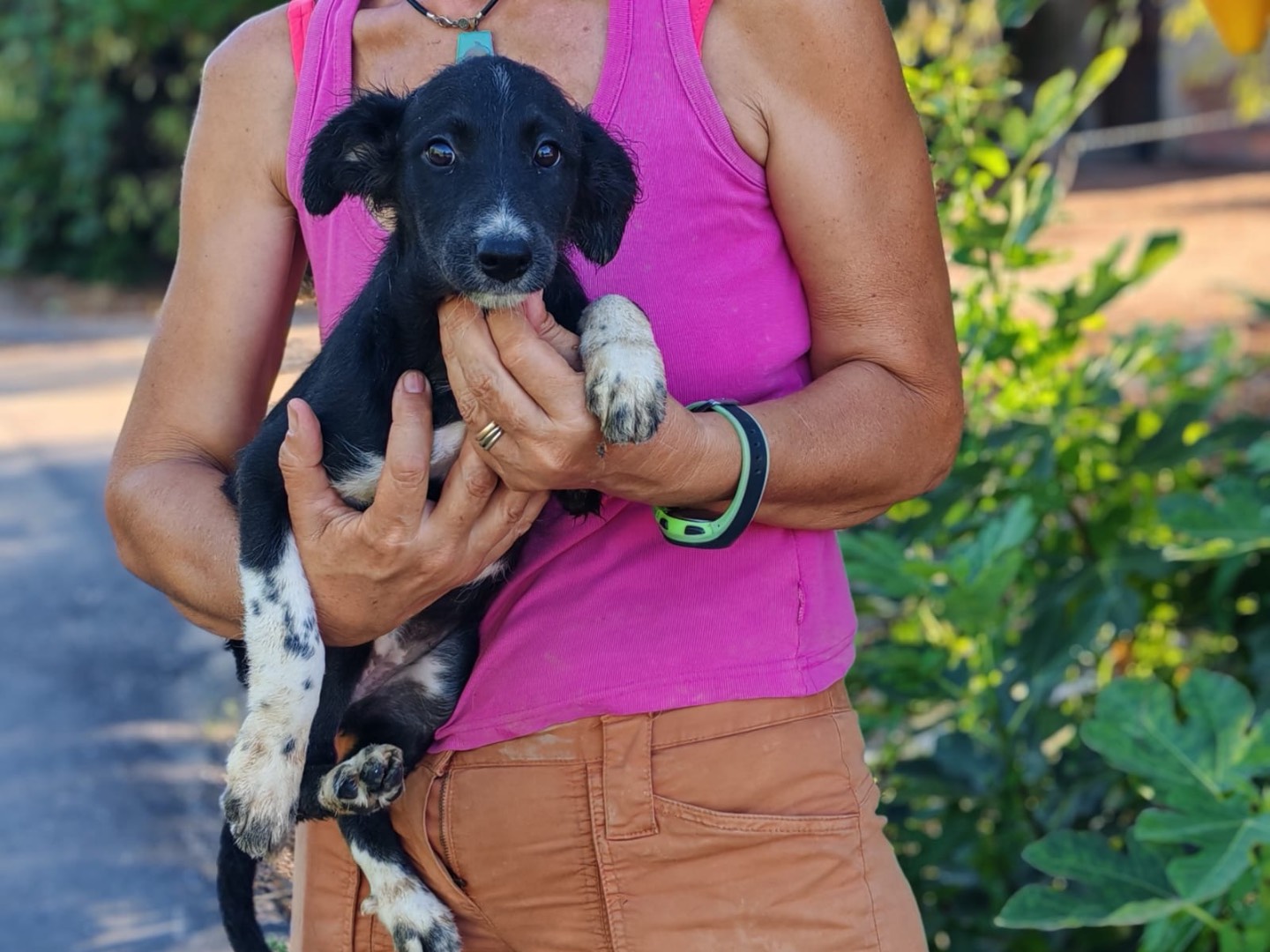 Adozione cane, femmina, Razza sconosciuta Razza sconosciuta, 3 mesi, taglia media, Cosenza