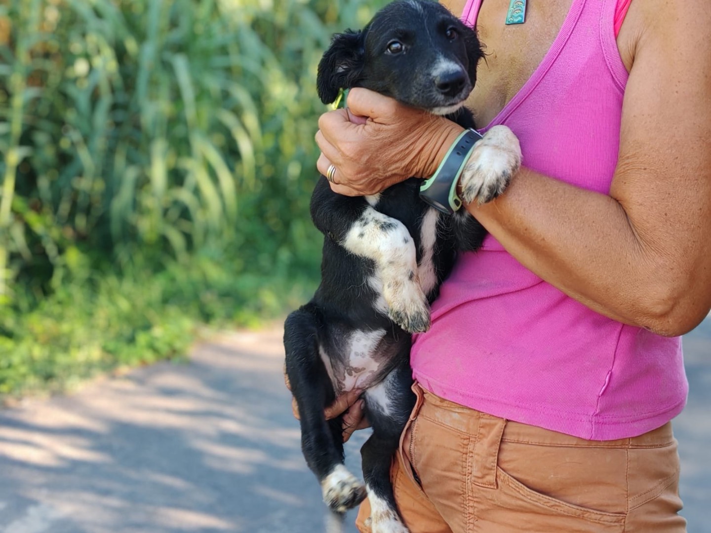 Adotta un cane, femmina, 3 mesi, Cosenza