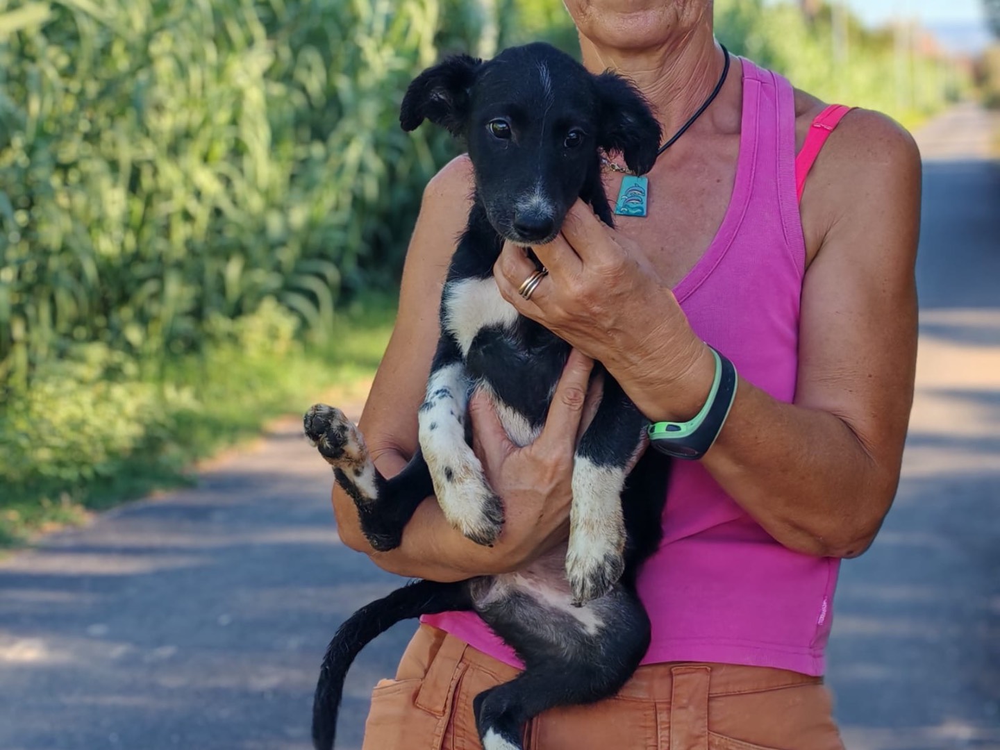Adotta un cane, taglia media, femmina, Cosenza