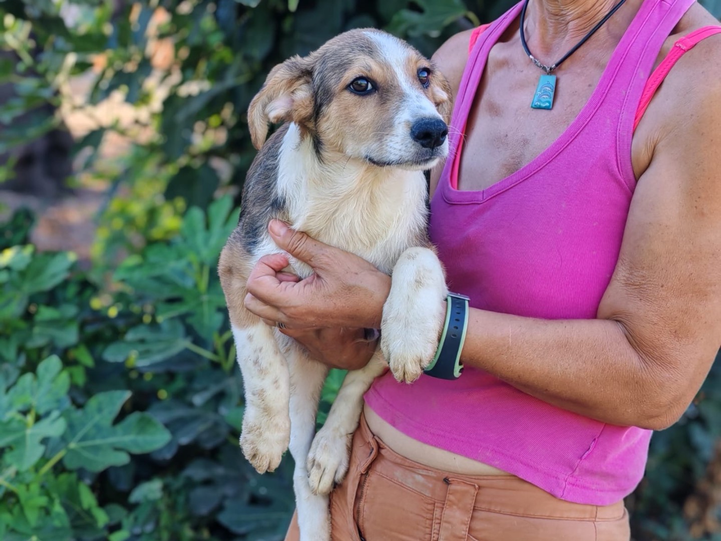Adozione cane, maschio, Razza sconosciuta Razza sconosciuta, 3 mesi, taglia media, Cosenza