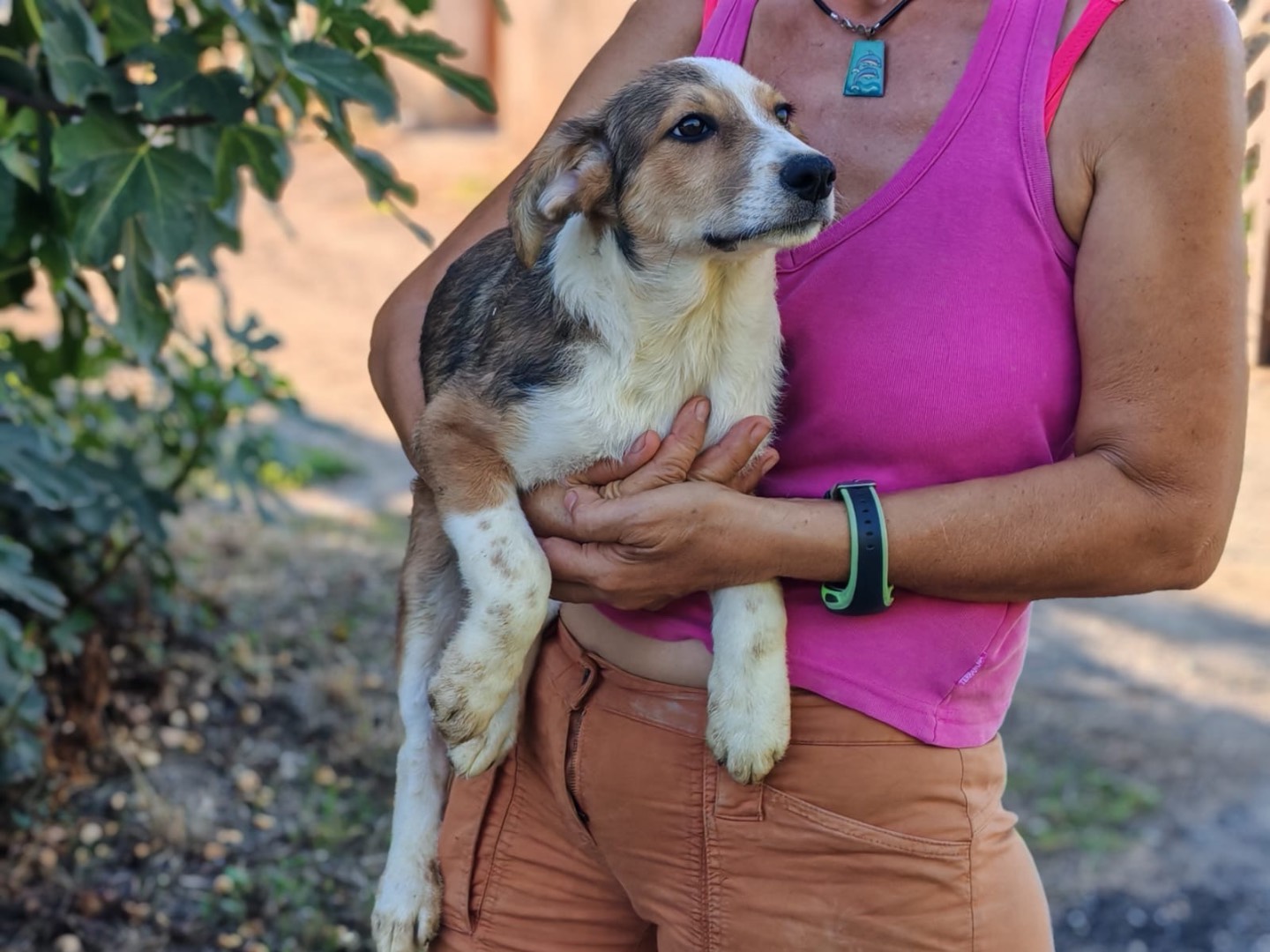 Adotta un cane, maschio, 3 mesi, Cosenza