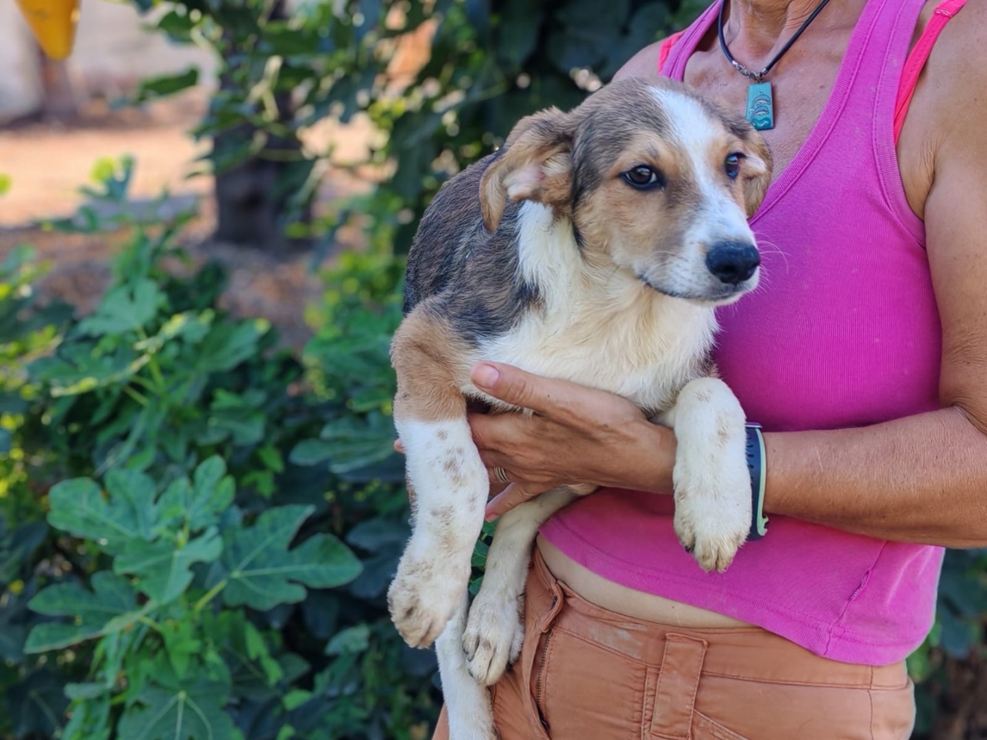 Adotta un cane, taglia media, maschio, Cosenza