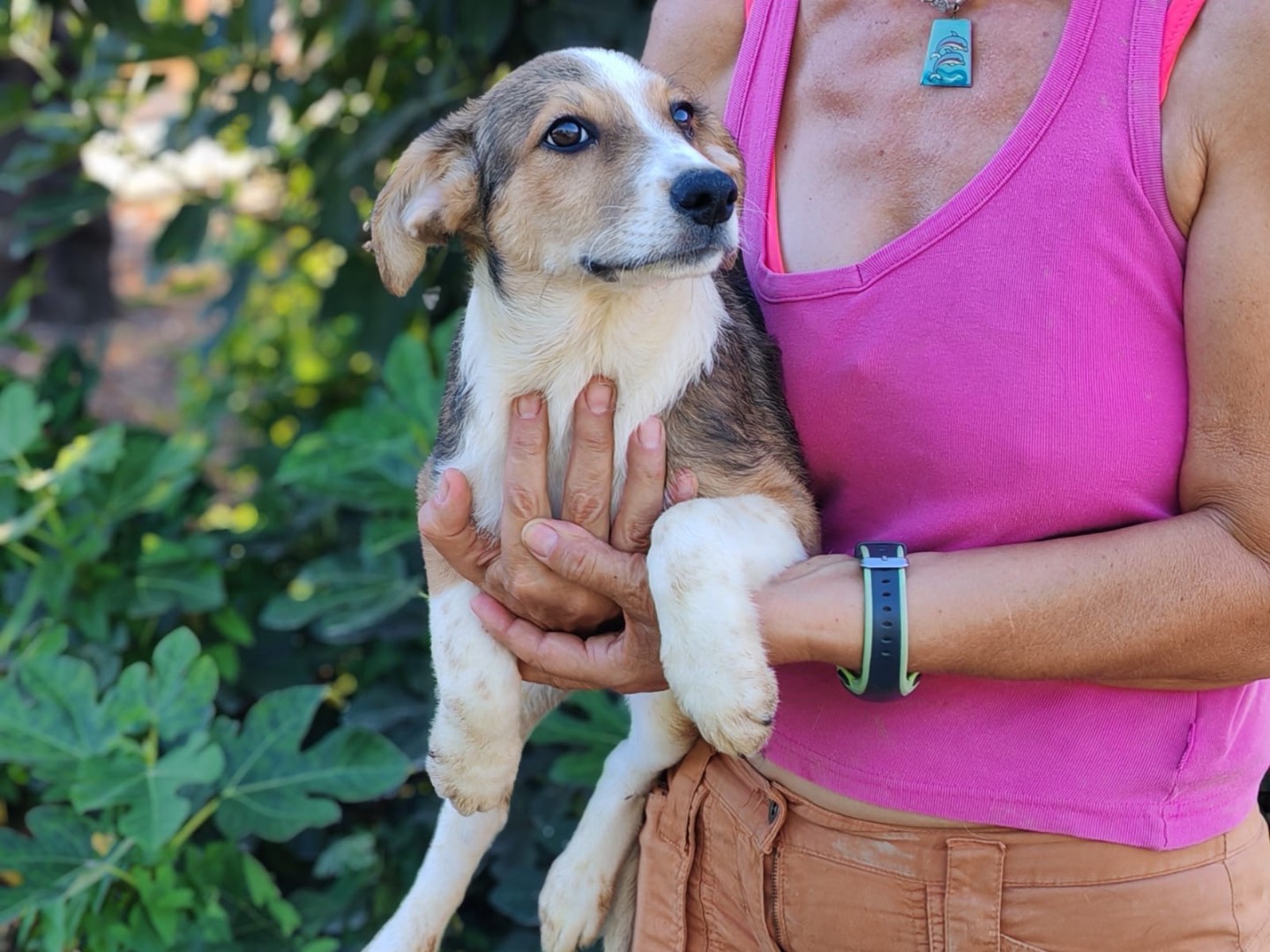 Vuoi adottare un cane a Cosenza?